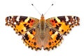 Beautiful Painted Lady butterfly isolated on a white background with clipping path Royalty Free Stock Photo