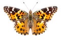 Beautiful Painted Lady butterfly isolated on a white background with clipping path Royalty Free Stock Photo