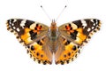 Beautiful Painted Lady butterfly isolated on a white background with clipping path Royalty Free Stock Photo