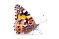 Beautiful Painted Lady butterfly isolated on a white background. Side view Royalty Free Stock Photo