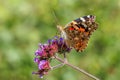 A beautiful Painted Lady - Vanessa cardui butterfly feeding.