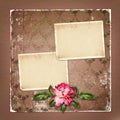 Beautiful painted rose with frames for congratulations Royalty Free Stock Photo