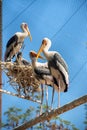 Beautiful painted stork at a local zoo under captive,