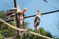 Beautiful painted stork at a local zoo under captive