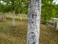 Beautiful painted in white apple tree bole in the countryside village for organic growing of fruit