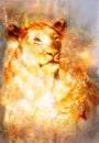 Beautiful painting of lioness in floating space energy and light. Royalty Free Stock Photo