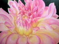 Beautiful painting of pink dahlia.