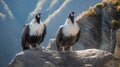 Beautiful pair of Andean condor Royalty Free Stock Photo