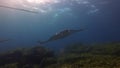 Beautiful pair of big manta rays. Graceful mantas group. Sea rays in calm blue water