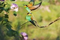 Beautiful pair of birds of paradise Royalty Free Stock Photo