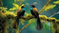 Beautiful pair of Superb bird-of-paradise Royalty Free Stock Photo