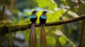 Beautiful pair of Superb bird-of-paradise Royalty Free Stock Photo