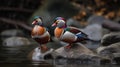 Beautiful pair of Mandarin duck