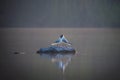 Beautiful pair of black-headed gulls stand on stone Royalty Free Stock Photo