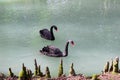 Beautiful pair of black swans is swimming in the pond Royalty Free Stock Photo