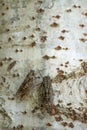 A pair of cicadas on a poplar trunk