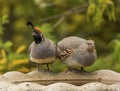 Pair of Gambel`s Quail Royalty Free Stock Photo