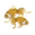 Beautiful pair of golden goldfish isolated