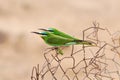 Beautiful pair of green bee-eaters