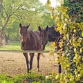 Beautiful Pair of Horses on the Farm ranch