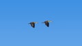 Ducks Flying In Blue Sky, A Pair of Lesser Whistling Ducks Flying