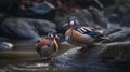 Beautiful pair of Mandarin duck