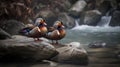 Beautiful pair of Mandarin duck