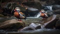 Beautiful pair of Mandarin duck