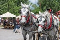 Beautiful pair of matched white horses in pretty harness with lots of red and blinders and bells pull wagon at Renassiance Festiva