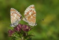 A beautiful pair of mating Brown Argus Butterfly, Aricia agestis, perching on a flower in a meadow. Royalty Free Stock Photo