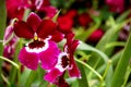 Beautiful pair of miltonia or pansy orchids in a garden Royalty Free Stock Photo