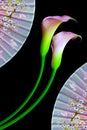 Close up of a pair of multi color calla lillies with oriental folding fans background Royalty Free Stock Photo