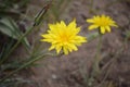 A pair of Pale Agoseris wild flowers in Wyoming