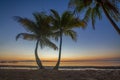 Beautiful pair of palm trees during the sunset hour in Florida Keys Royalty Free Stock Photo