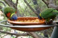 Beautiful pair parrots in tree branch, birds eating from plate in park Royalty Free Stock Photo