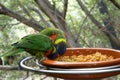 Beautiful pair parrots in tree branch, birds eating from plate in park Royalty Free Stock Photo