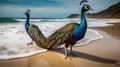 Beautiful pair of Peacock
