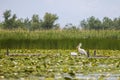 a beautiful pair of pelicans in the Danube Delta