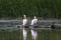 a beautiful pair of pelicans in the Danube Delta