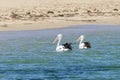 Beautiful pair of pelicans near the sandy beach of Rockingham, Western Australia