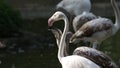 Beautiful pair of pink flamingos at the zoo, adult flamingo bird (phoenicopterus) standing and feeding juvenile bird