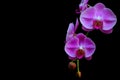 Delicate pair of pink phalaenopsis blume orchids in full bloom