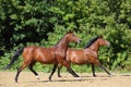 Beautiful pair of race thoroughbred horse galloping across the paddock