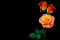 Vibrant pair of rosa leonidas and a rose caribbean on dark background 