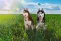 Beautiful pair Siberian huskies in sunny day sitting on green grass against blue sky and clouds. Clever husky dog, affectionate.