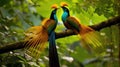 Beautiful pair of Superb bird-of-paradise Royalty Free Stock Photo
