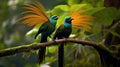 Beautiful pair of Superb bird-of-paradise Royalty Free Stock Photo