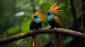Beautiful pair of Superb bird-of-paradise Royalty Free Stock Photo