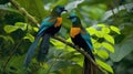 Beautiful pair of Superb bird-of-paradise Royalty Free Stock Photo