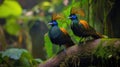 Beautiful pair of Superb bird-of-paradise Royalty Free Stock Photo